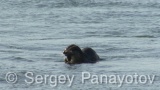 Video of European Otter - European Otter hunting and eating fish along the coast and the cliffs of Sinemorets